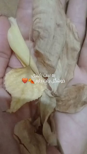 ست شومیز و شلوار مخمل کبریتی زنانه