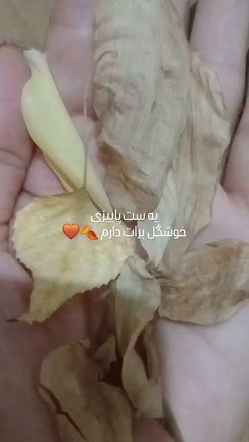 ست شومیز و شلوار مخمل کبریتی زنانه